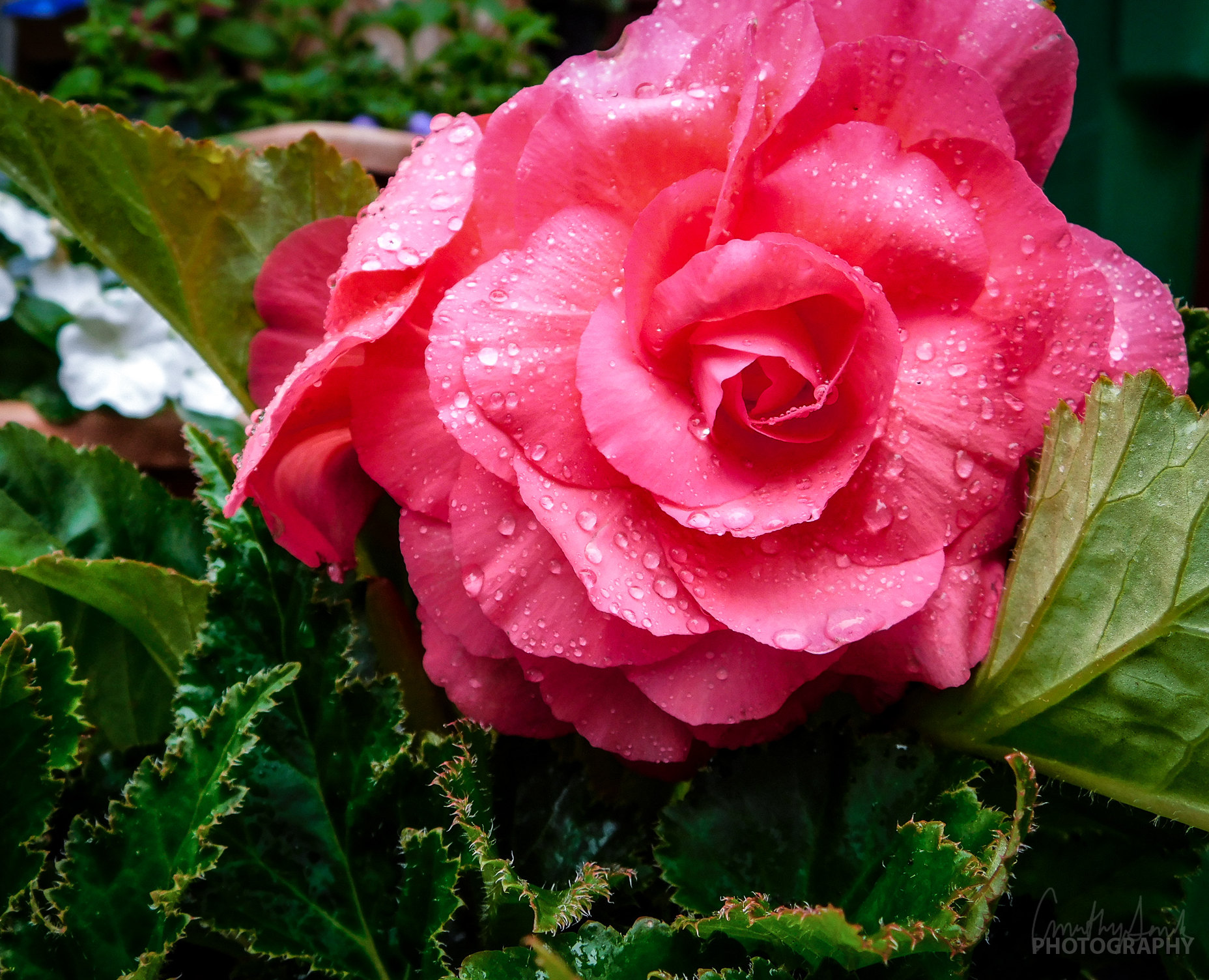 Rose Begonia